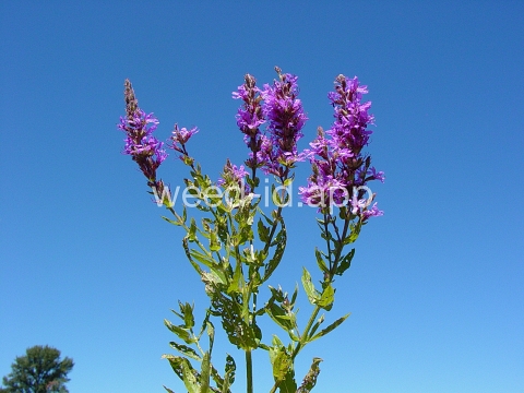 loosestrife, purple